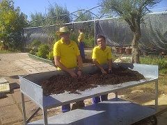 lechugas 3cortada